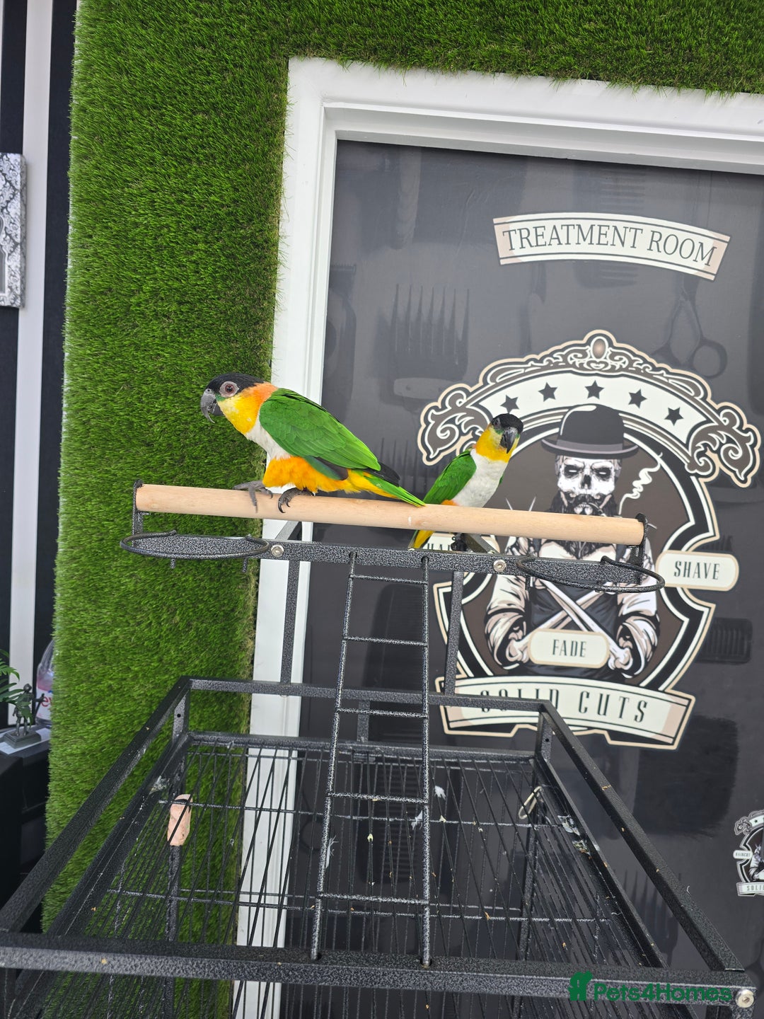 Parrots birds for sale: Caique Pair 🦜  - Image 1