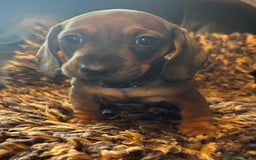 Miniature Dachshund dogs for sale: Beautiful stable dachshund girl pup - Image 1