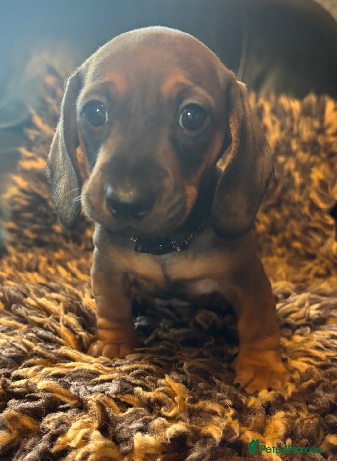 Miniature Dachshund dogs for sale: Beautiful stable dachshund girl pup - Image 1