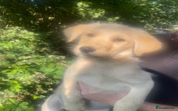 Mixed Breed dogs for sale: 3 loving puppies  - Image 3