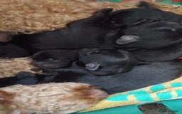 Mixed Breed dogs for sale: Miniature Poodle cross french bulldog puppies  - Image 3