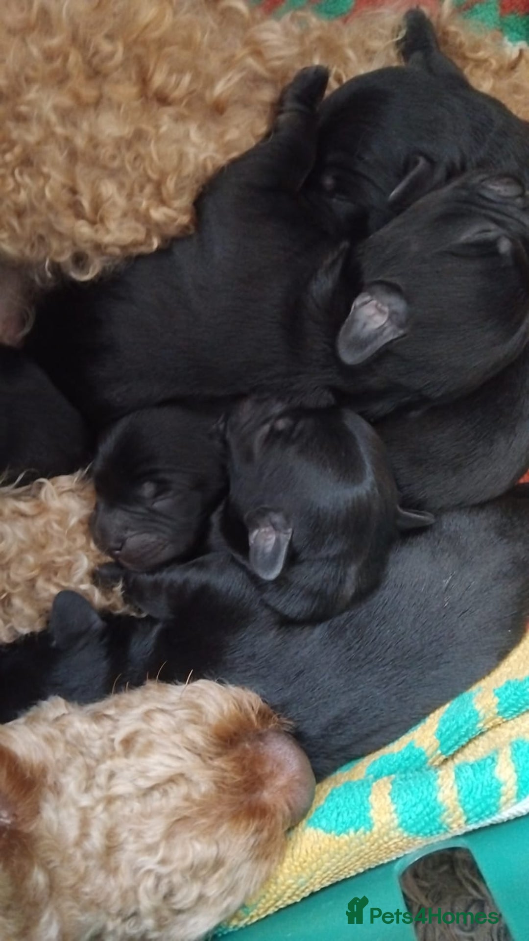 Mixed Breed dogs for sale: Miniature Poodle cross french bulldog puppies  - Image 3