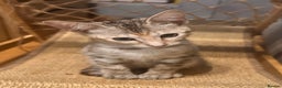 Savannah cats for sale: F4 Savannah kittens  - Advert 2