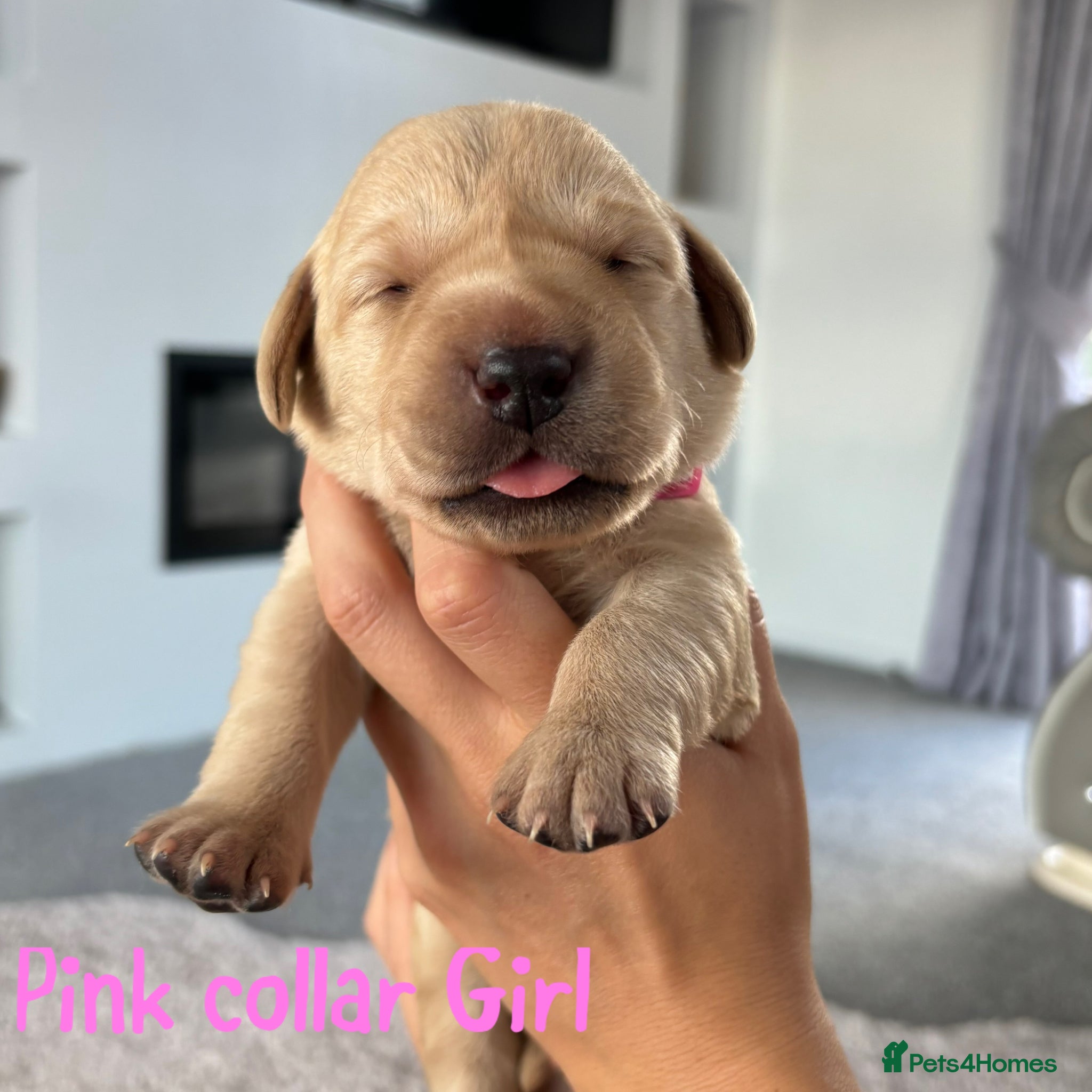 Labrador Retriever dogs for sale: Golden&Cream Kc registered Labrador Retrievers  - Advert 1