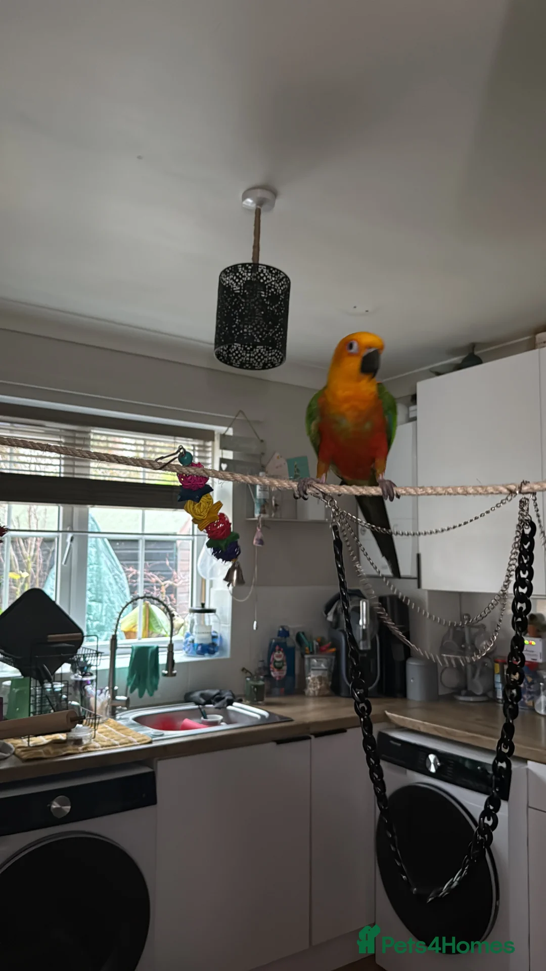 Conures birds for sale: Jenday Conure - Advert 3