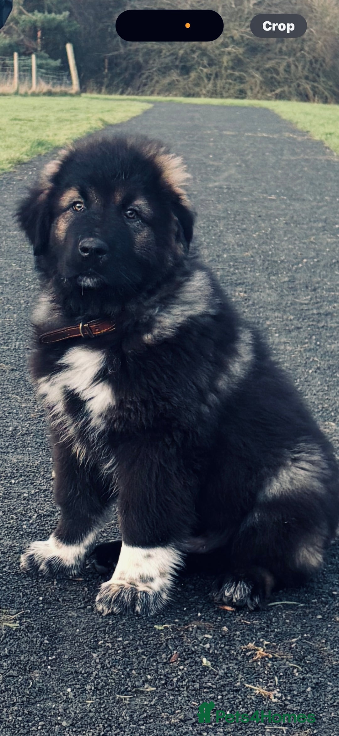 Caucasian Shepherd Dog dogs for sale: Male puppy Caucasian shepherd  - Advert 1