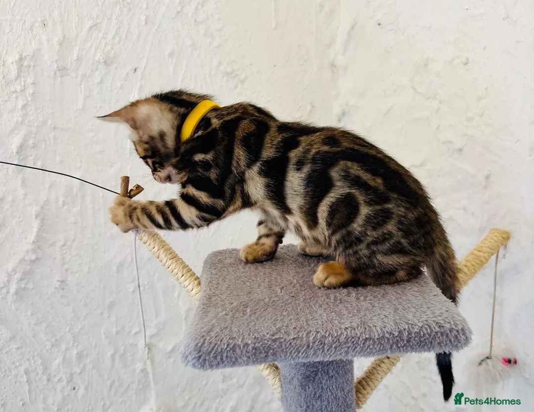 Bengal cats for sale: Beautiful Bengal babies  - Advert 6