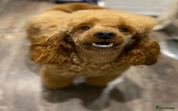Cockapoo dogs for sale: Beautiful Cockapoo Puppies  - Image 12
