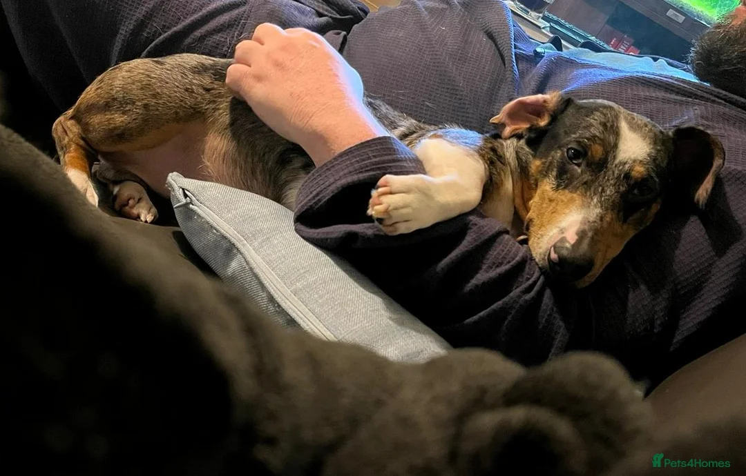 Mixed Breed dogs for adoption: 🐾Meet NORMAN 🐾 - a Lovely Boy for a Loving Home  - Advert 21