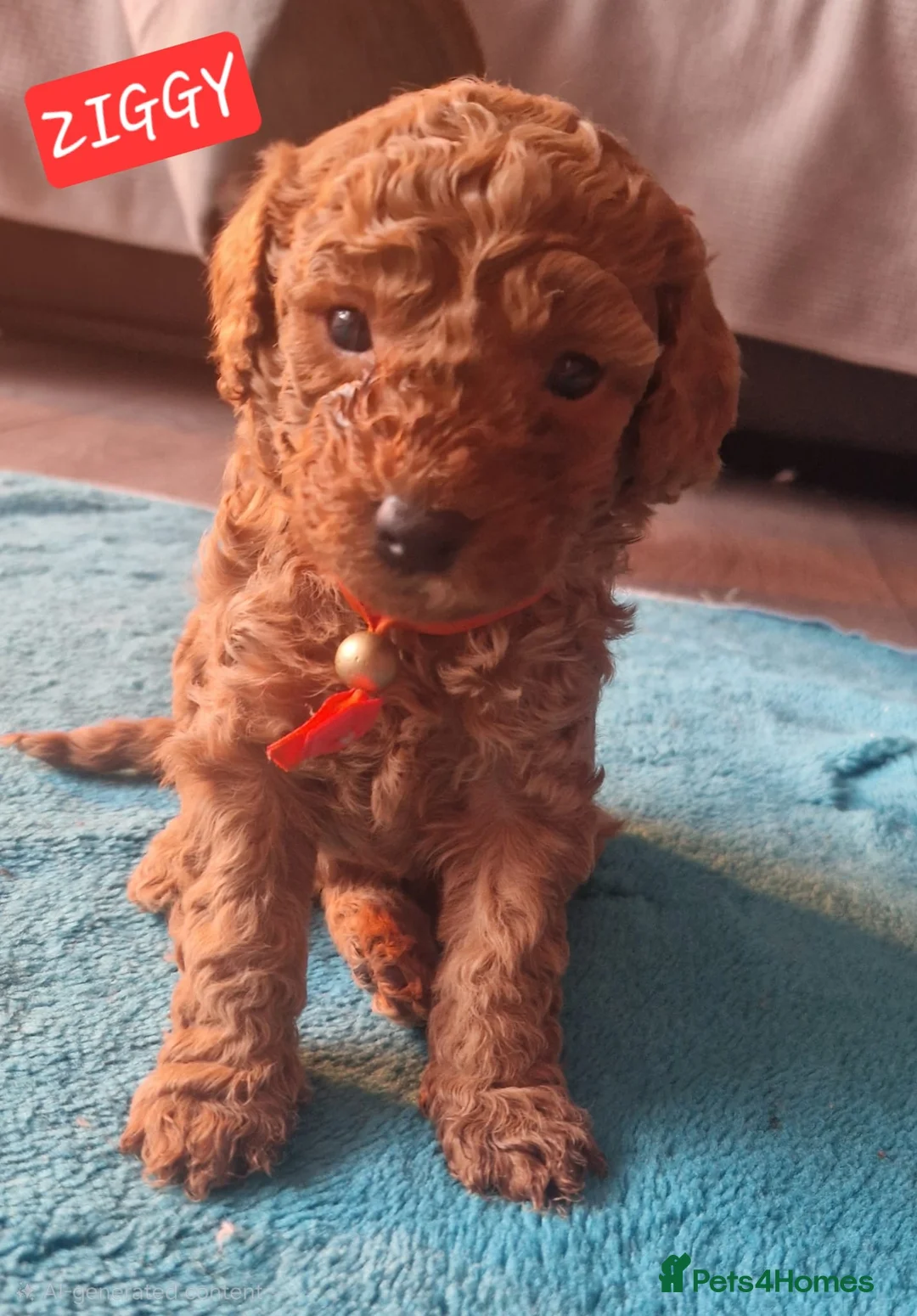 Cavapoo dogs for sale: Cavapoos Fb3. - Advert 19