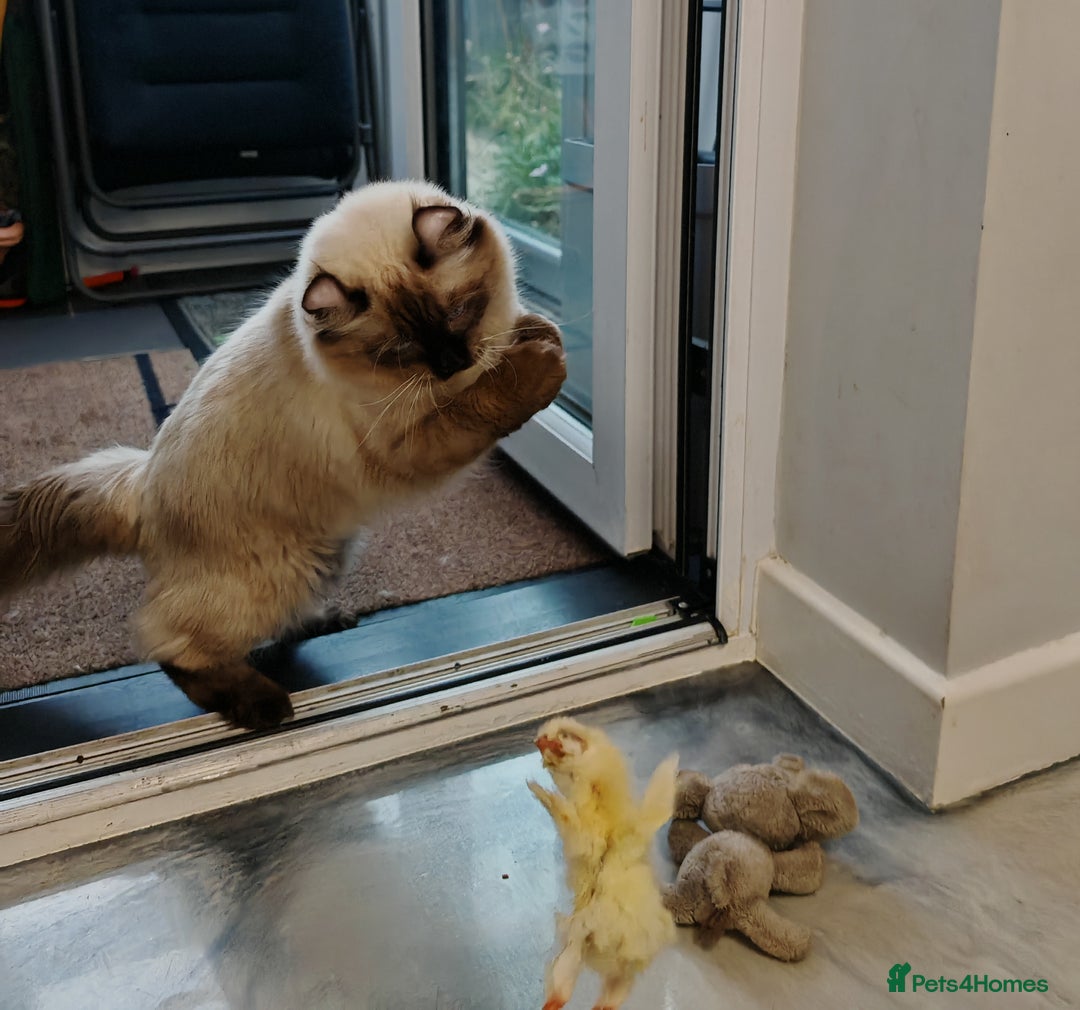 American Curl cats for sale: Two very rare and wonderful kittens for sale - Image 2