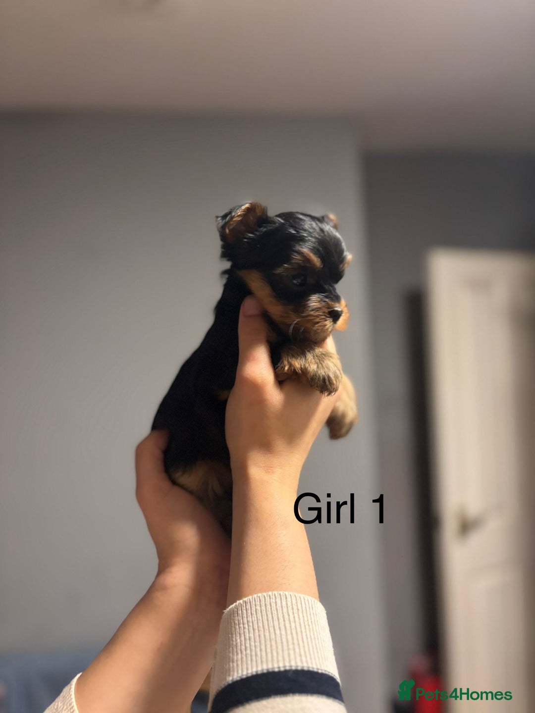 Yorkshire Terrier dogs for sale: Mini Yorkshire Terries  - Image 4