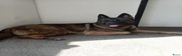 Mixed Breed dogs for sale: 1 year old Belgian Malinois x Akita  in Oldham - Advert 3