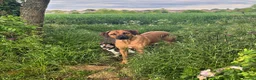Rhodesian Ridgeback dogs for sale: Wait List Open - Safely Arrived 14th June - Advert 15