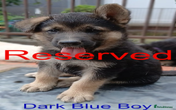 German Shepherd dogs for sale: Available Now! Last 2 German Shepherds Puppies - Image 7