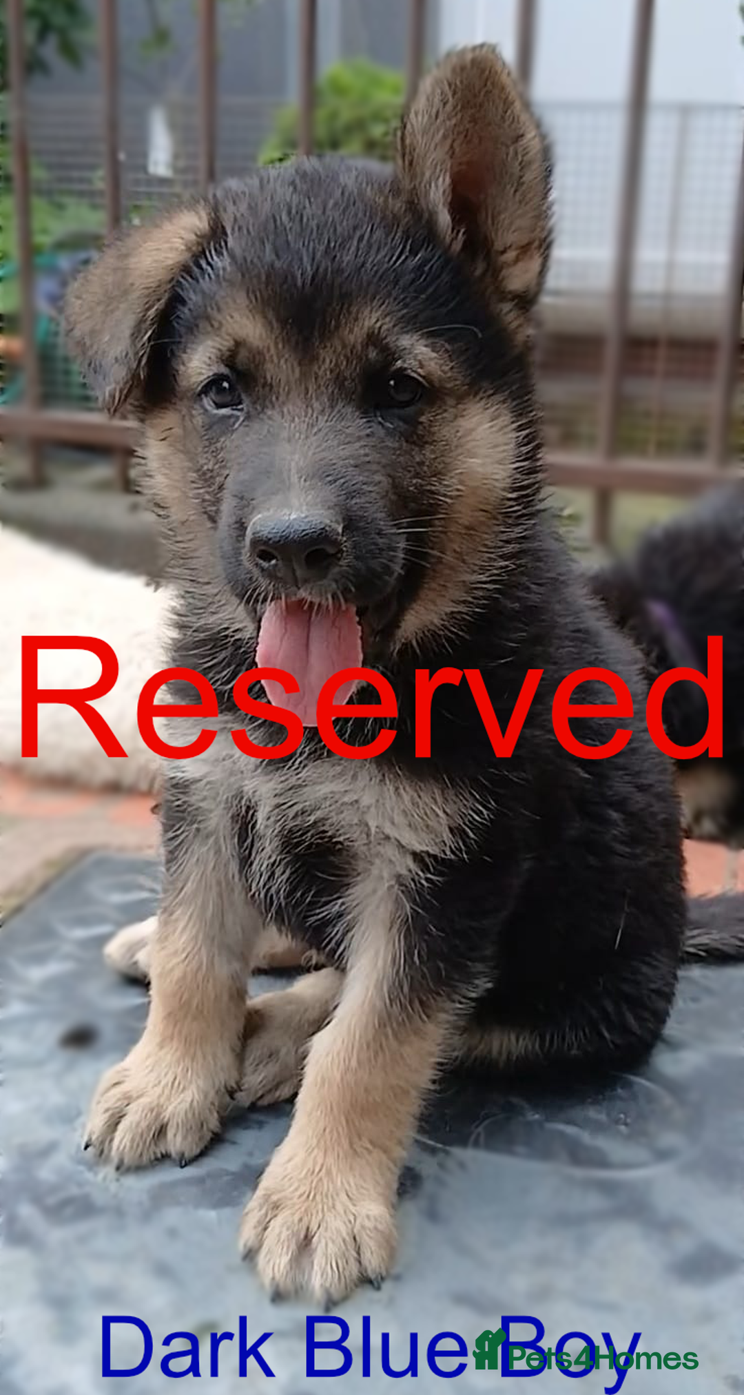 German Shepherd dogs for sale: Available Now! Last 2 German Shepherds Puppies - Image 7