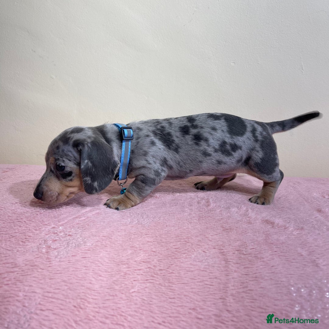 Miniature Dachshund dogs for sale: Miniature dachshund puppies  - Image 19