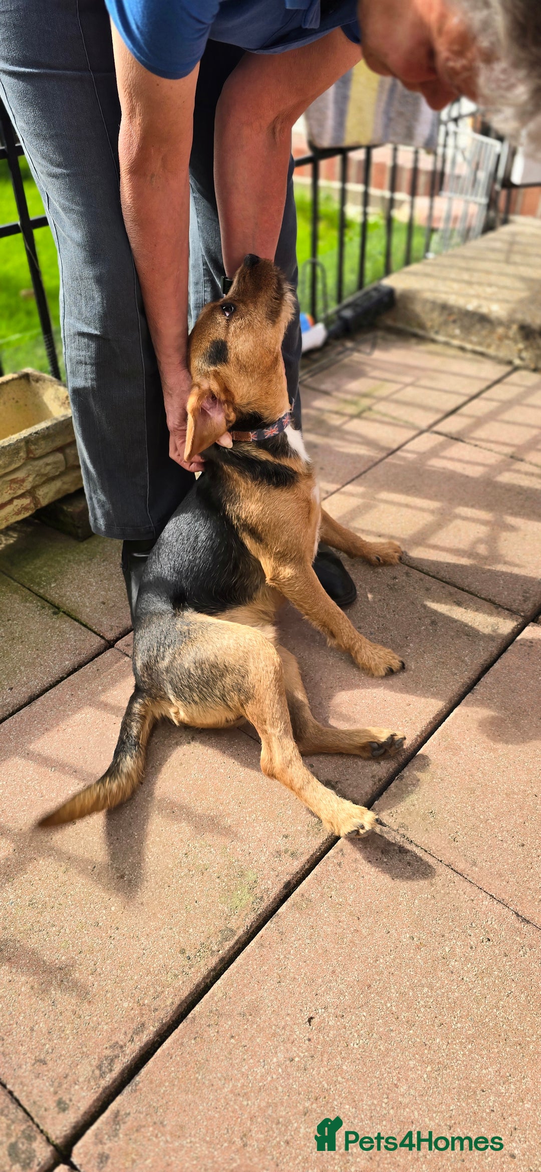 Mixed Breed dogs for adoption: Toby the Terrier - Image 16