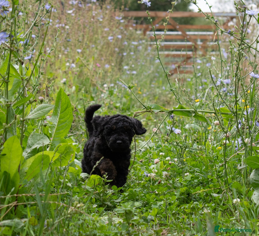 Cavapoo dogs for sale: F1B Cavapoo Boy Ready Now  - Image 6