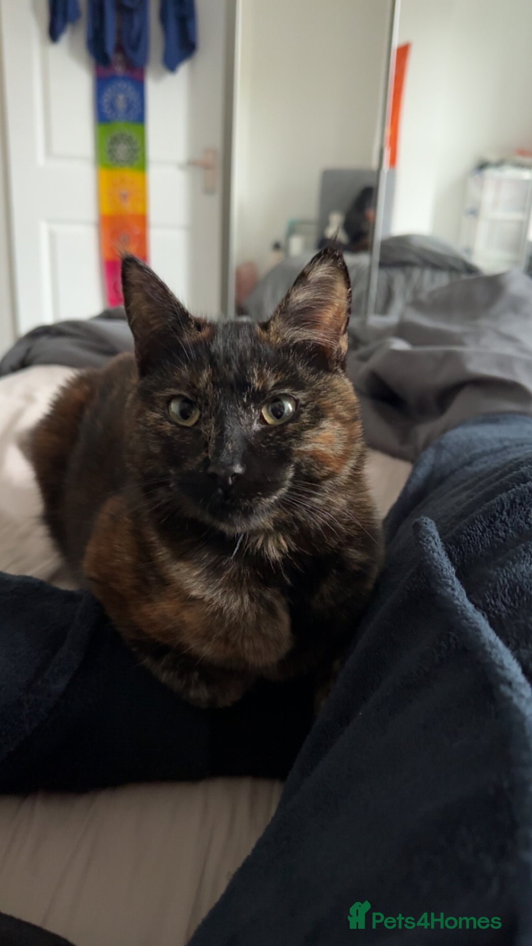 Mixed Breed cats for sale: 7 month old brother & sister looking for new home - Advert 3