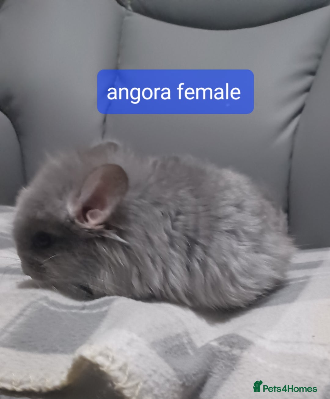 Chinchilla rodents for sale: Chinchilla kits to reserve  - Advert 1