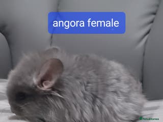 Chinchilla rodents Chinchilla kits to reserve - Advert 1