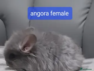 Chinchilla rodents Chinchilla kits to reserve - Advert 1