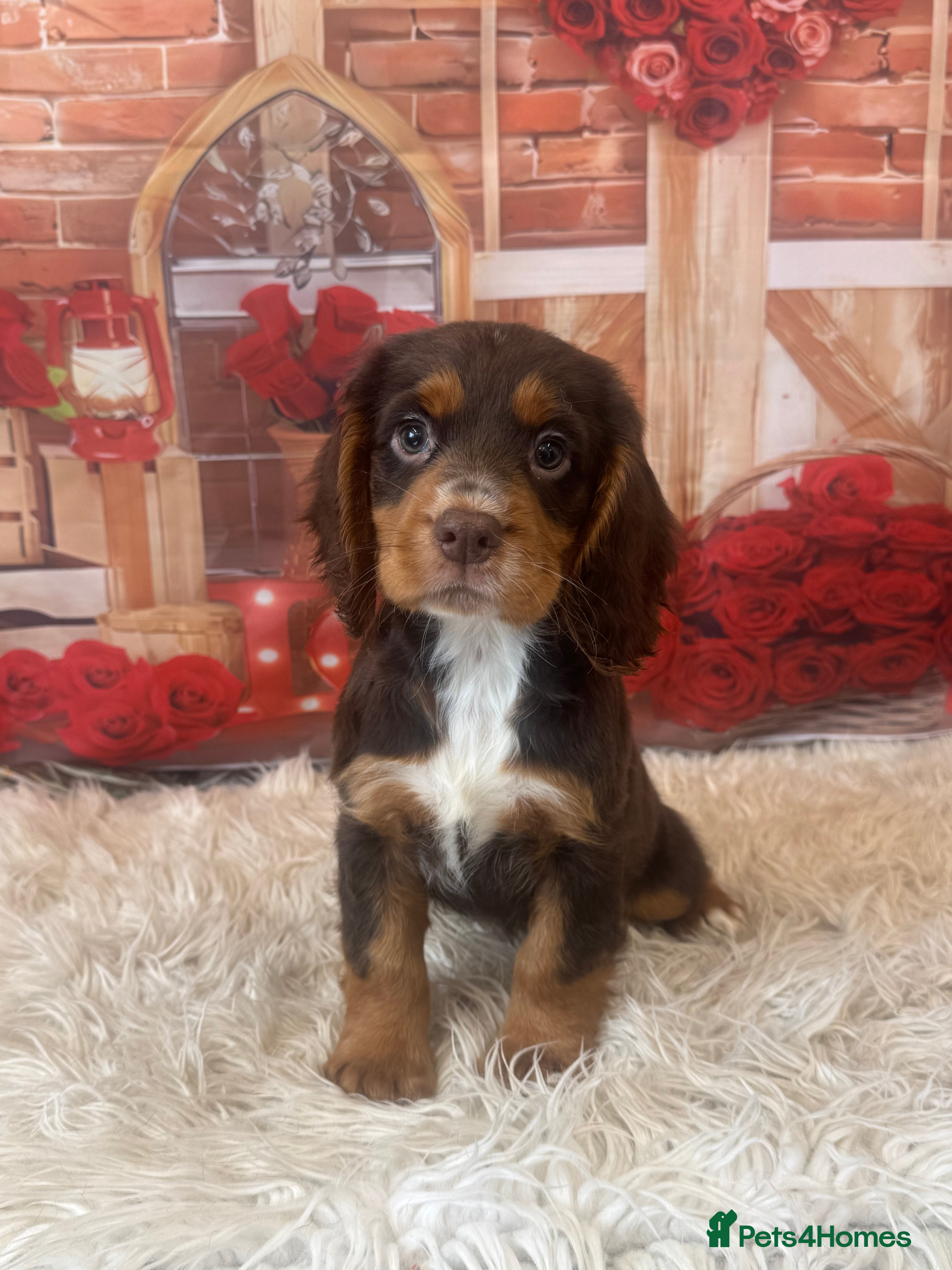 Cocker Spaniel dogs Stunning KC registered Working Cocker Spanial pups - Advert 2