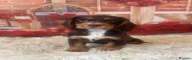 Cocker Spaniel 2