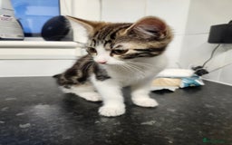 Domestic Shorthair cats for sale: White/tortoiseshell  - Image 3