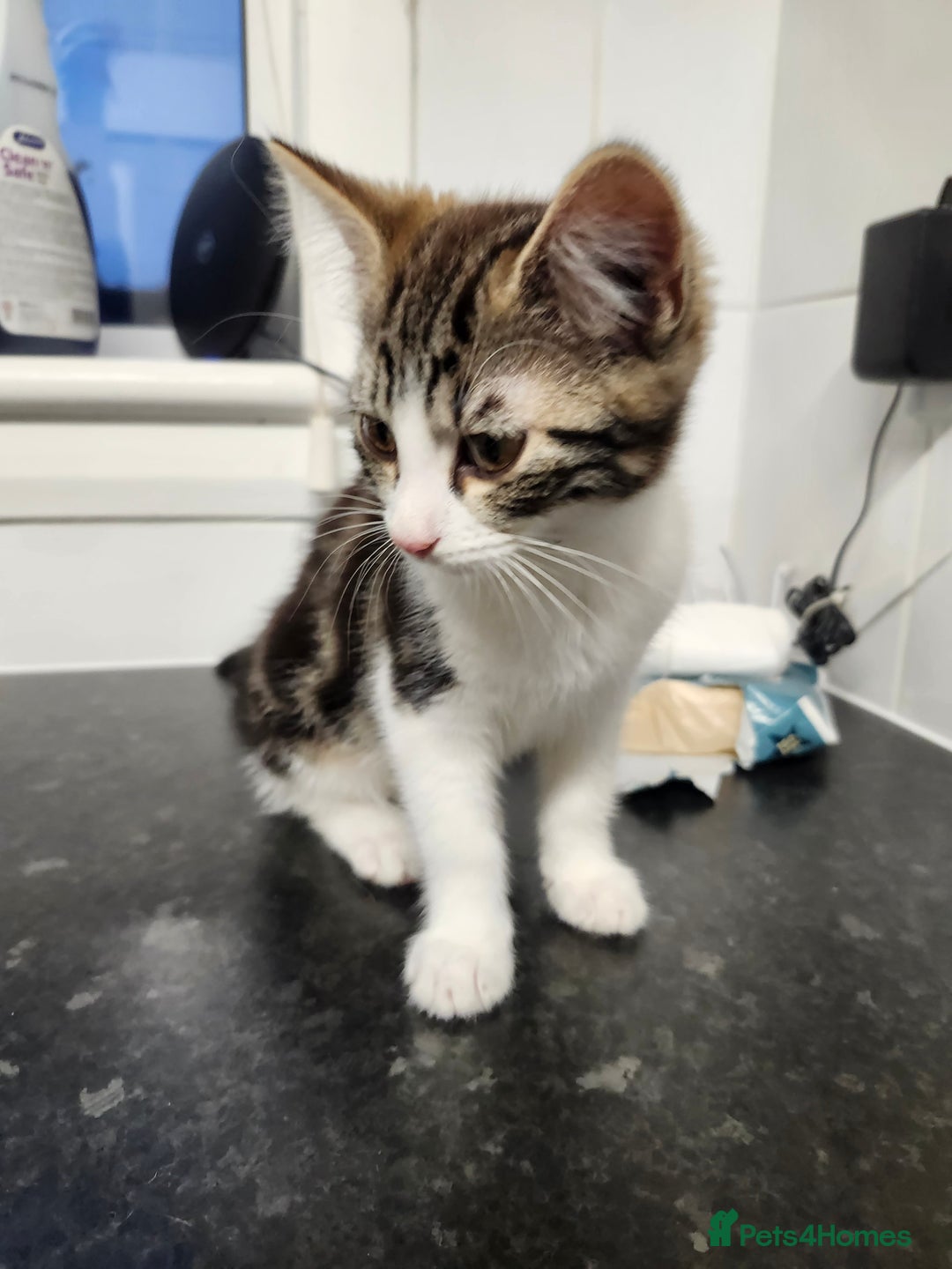 Domestic Shorthair cats for sale: White/tortoiseshell  - Image 3