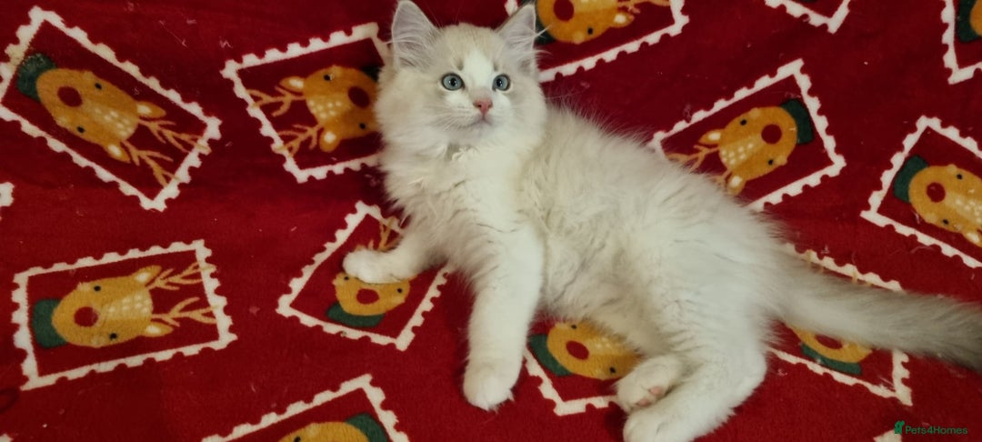 Ragdoll cats for sale: 💕BEAUTIFUL TICA REGISTERED RAGDOLLS KITTENS💕  - Advert 29