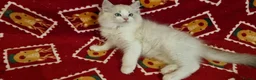 Ragdoll cats for sale: 💕BEAUTIFUL TICA REGISTERED RAGDOLLS KITTENS💕  - Advert 28