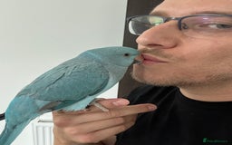 Ringnecks birds for sale: Hand-Reared Ringneck Rare & Extremely Friendly - Image 7