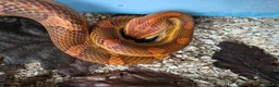 Corn Snake reptiles for sale: Adult male het scaleless palmetto anery  - Advert 5