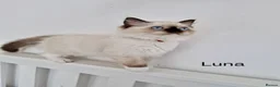 Ragdoll cats for sale: ACTIVE PUREBRED TICA BREEDING RAGDOLL FEMALE - Advert 9