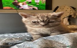 British Shorthair cats for sale: Last beautiful little British short haired boy  - Image 10