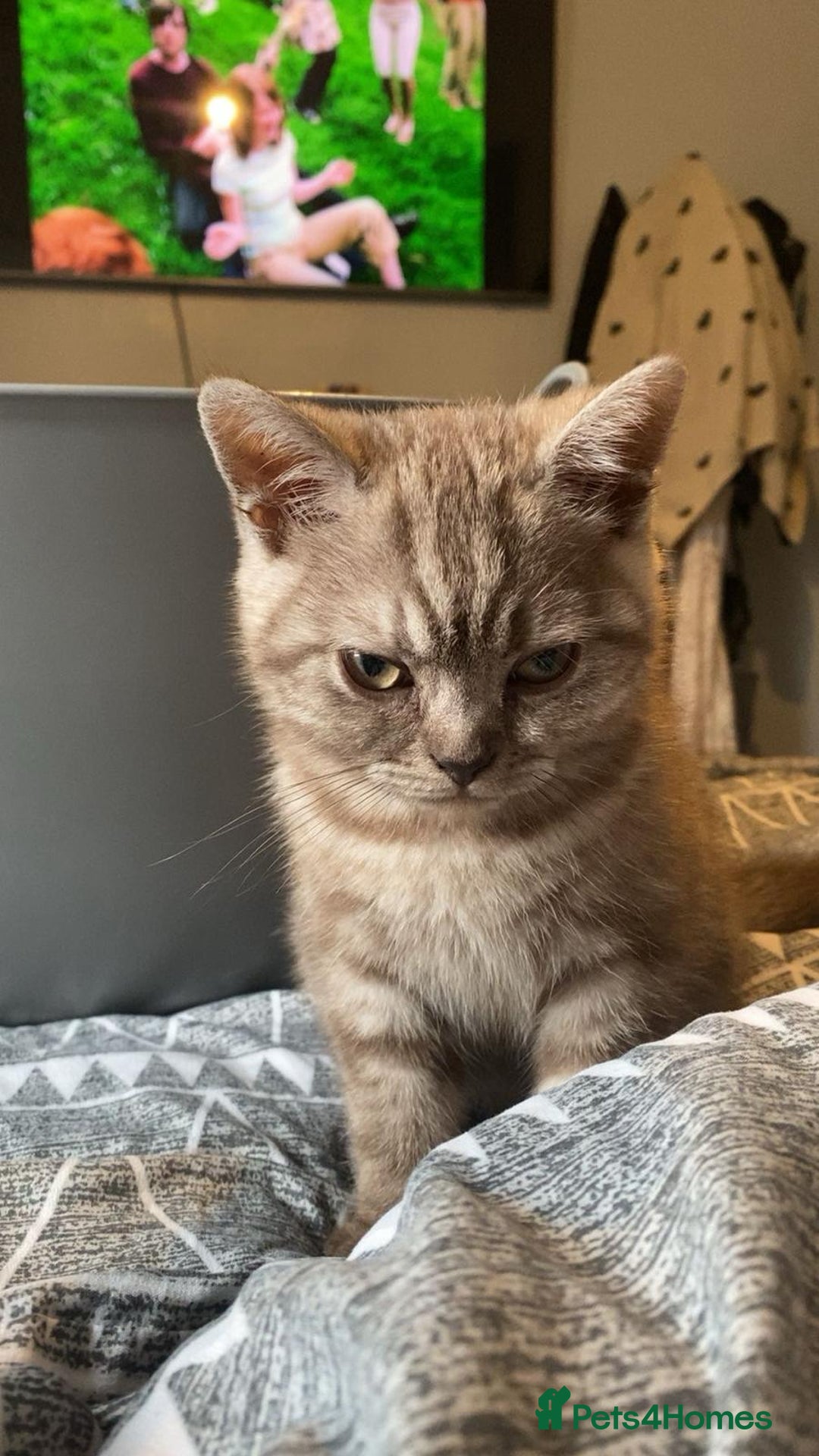 British Shorthair cats for sale: Last beautiful little British short haired boy  - Image 10