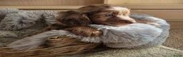 Cocker Spaniel dogs for sale: Working Type Cocker Spaniels - Advert 24