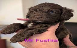 Mixed Breed dogs for sale: Beautiful Miniature Cockerdoodle pups - Image 14