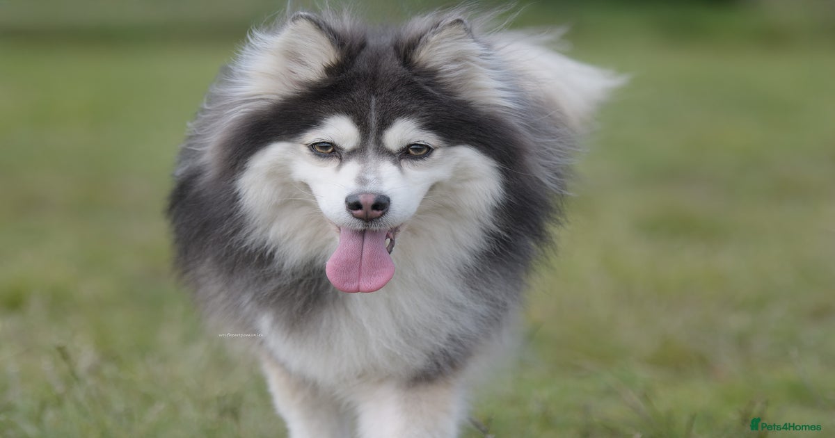 White Grey Dog Breeds With Blue Eyes White Wolf Wolf Type Dog