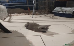 British Shorthair cats for sale: 4x British Shorthair vaccinated, microchipped. - Image 6