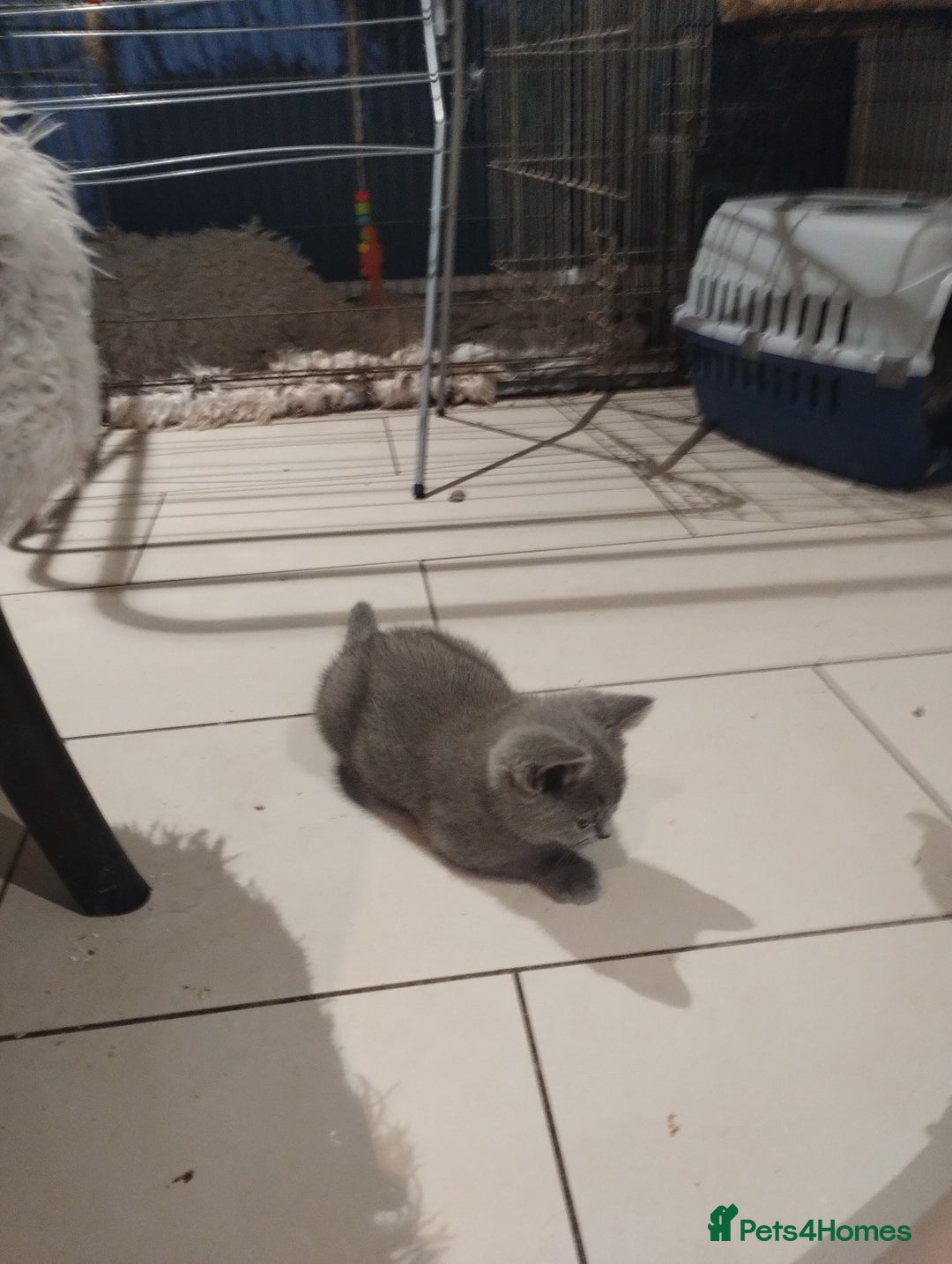 British Shorthair cats for sale: 4x British Shorthair vaccinated, microchipped. - Image 6