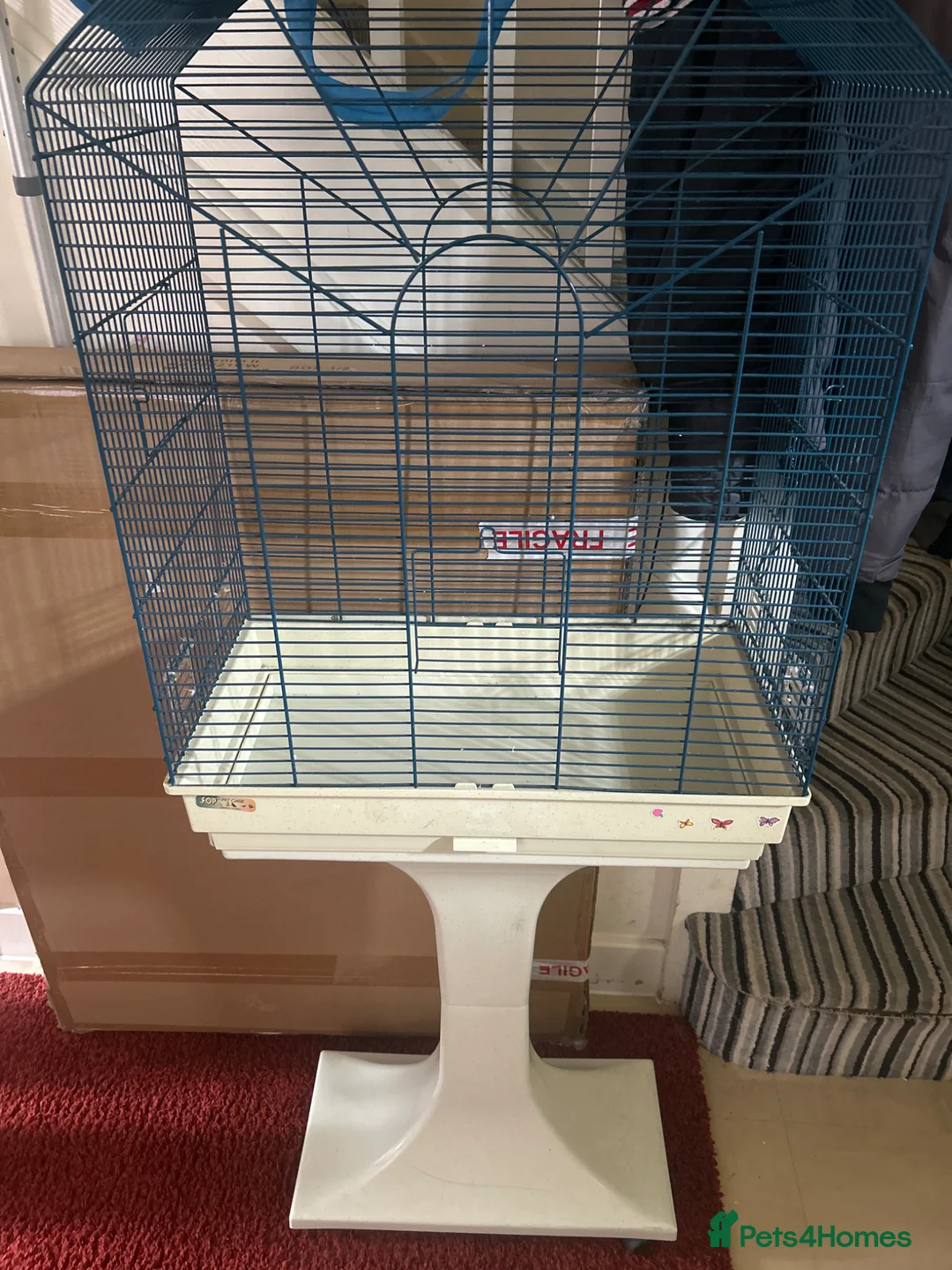 Budgerigars birds for sale: Baby budgies  - Advert 2