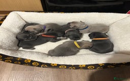 French Bulldog dogs for sale: 5⭐️ french bulldog pups 🐾 - Image 1