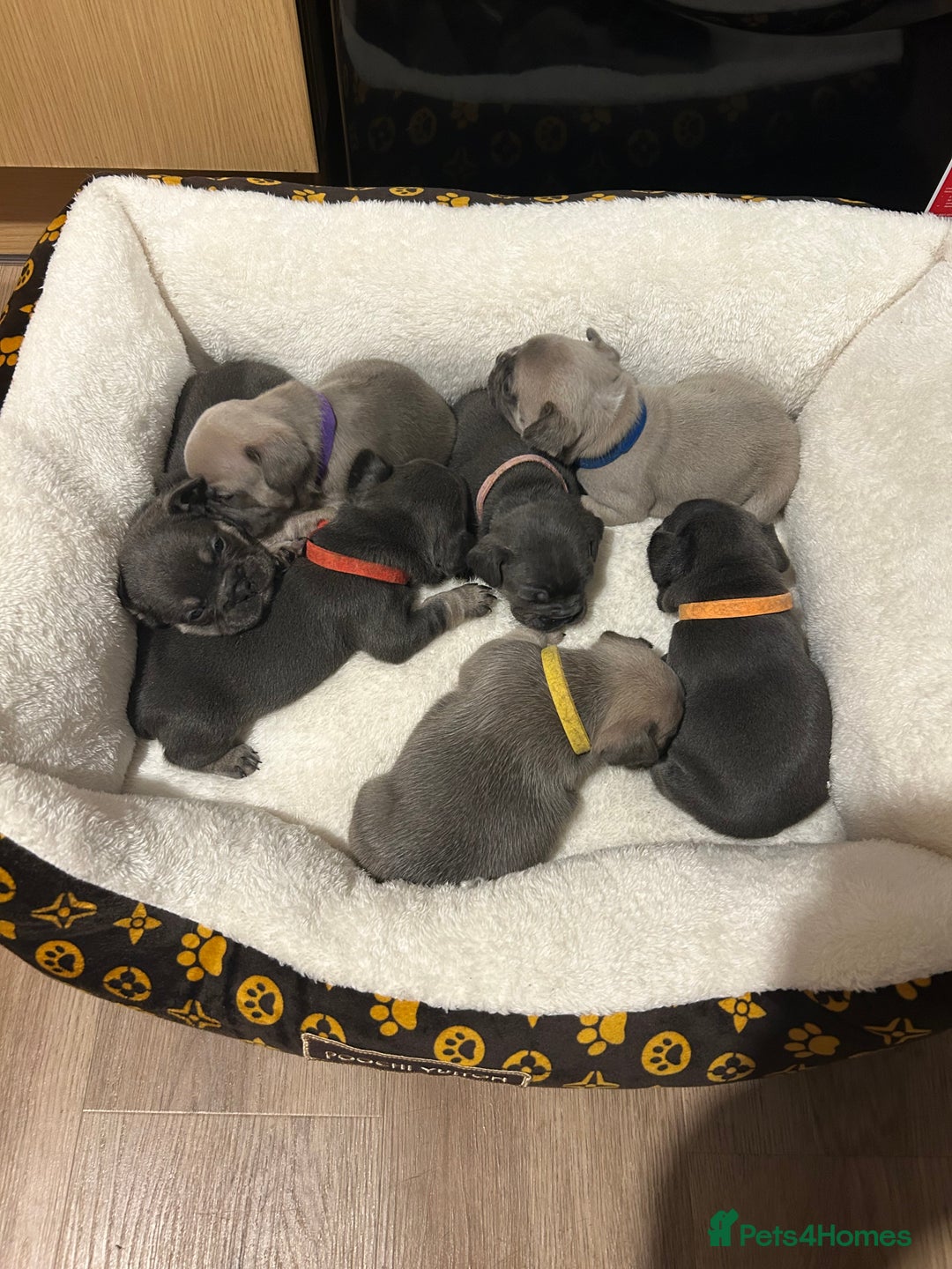 French Bulldog dogs for sale: 5⭐️ french bulldog pups 🐾 - Image 1