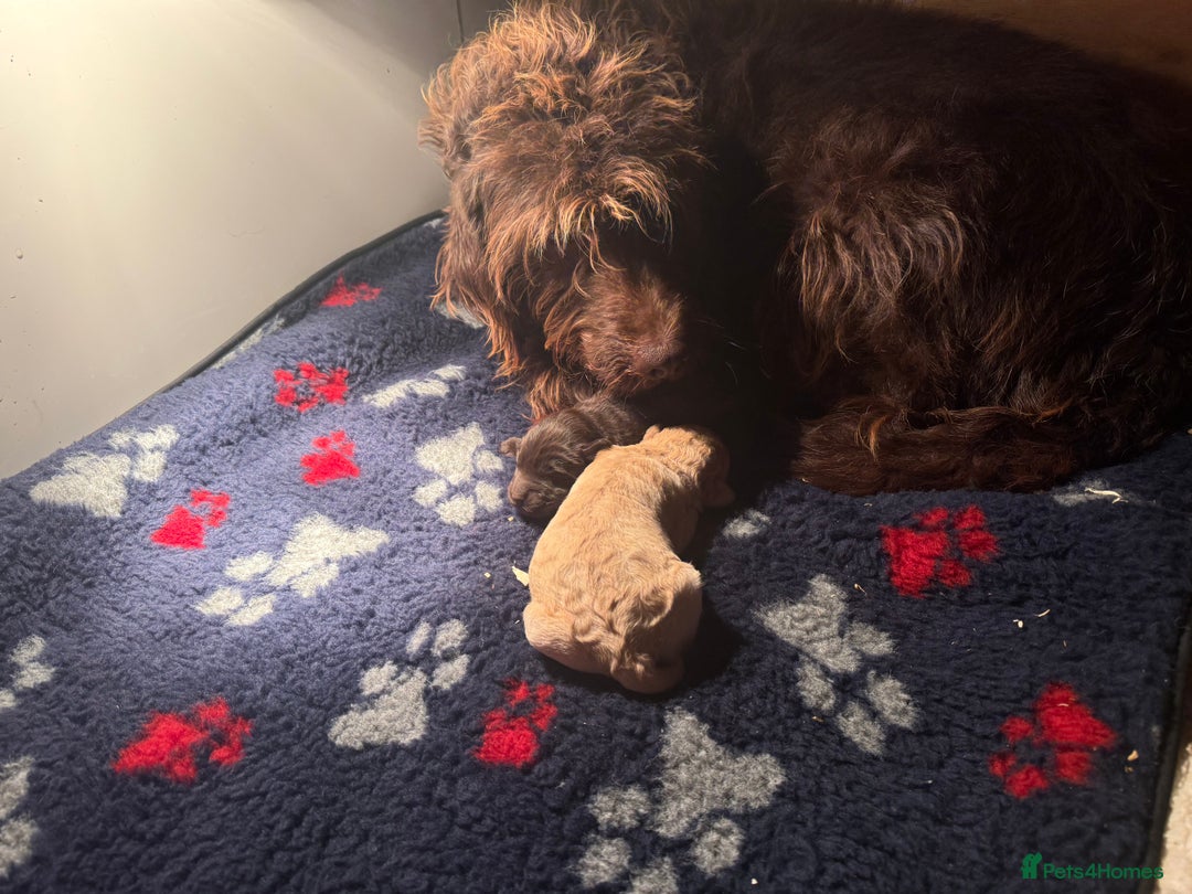 Labradoodle dogs for sale: Minature Labradoodles  - Advert 3