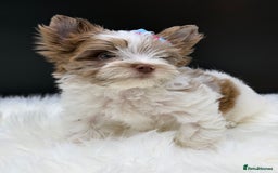 Yorkshire Terrier dogs for sale:  Ready to go Exotic Colourful Yorkshire Terriers - Advert 9