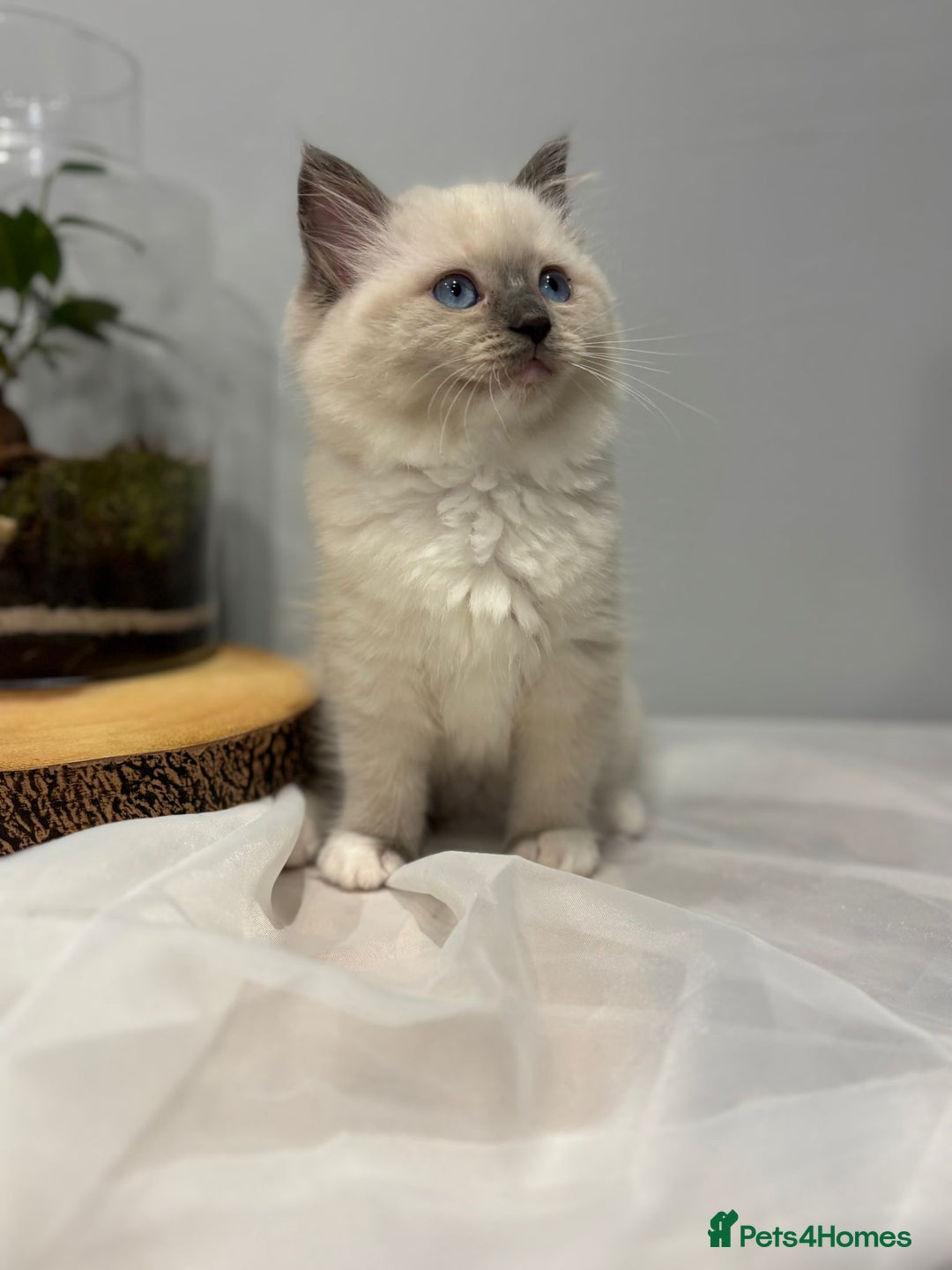 Ragdoll cats for sale: Purebred ragdoll kittens.1 girl & 3 boys-ready now - Advert 9