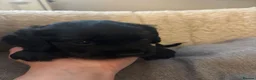Cocker Spaniel dogs for sale: Beautiful Working Cocker Spaniel Puppies–KC Sired in Newmarket - Advert 8